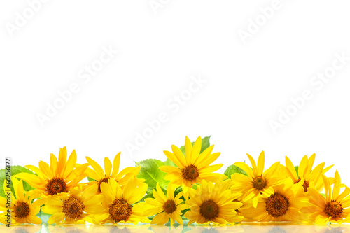 bunch of yellow daisy flowers