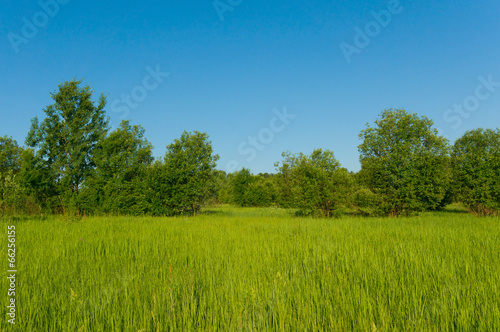 background beautifully landscaped field with tall grass and tree