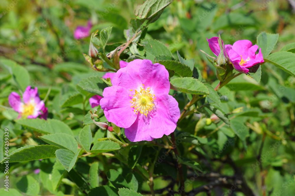 Dogrose blossoming in a garden. Dogrose blossoming in a garden.