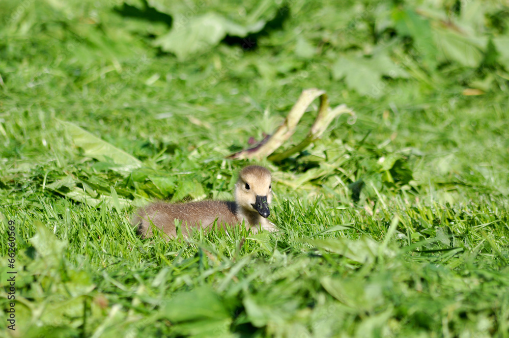 Obraz premium Wilde Gänse - Graugans