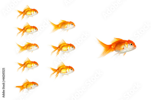Small fish following the leader. Business concept.