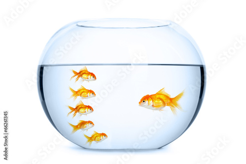 Team leader and followers concept. Goldfish in aquarium