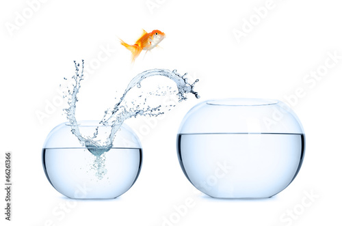 Goldfish jumping into a new aquarium. Concept of relocation.