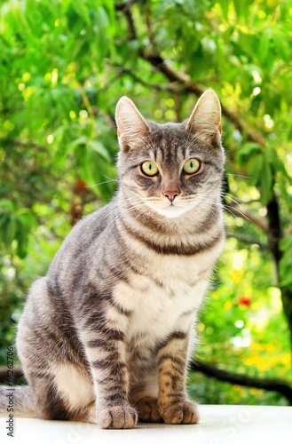 Tabby cat sits on a white surface near green leaves