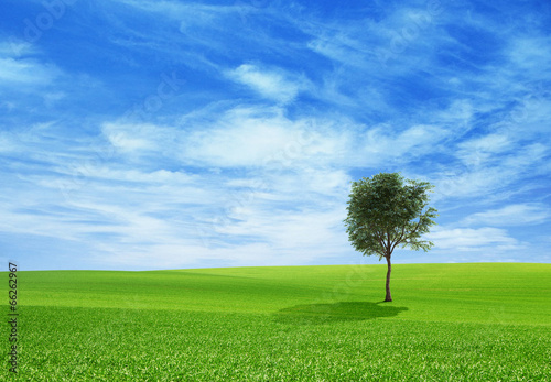 Green tree nature landscape on sky background photo