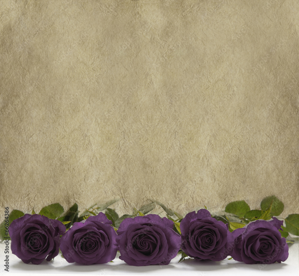 Purple roses with parchment background Stock Photo | Adobe Stock