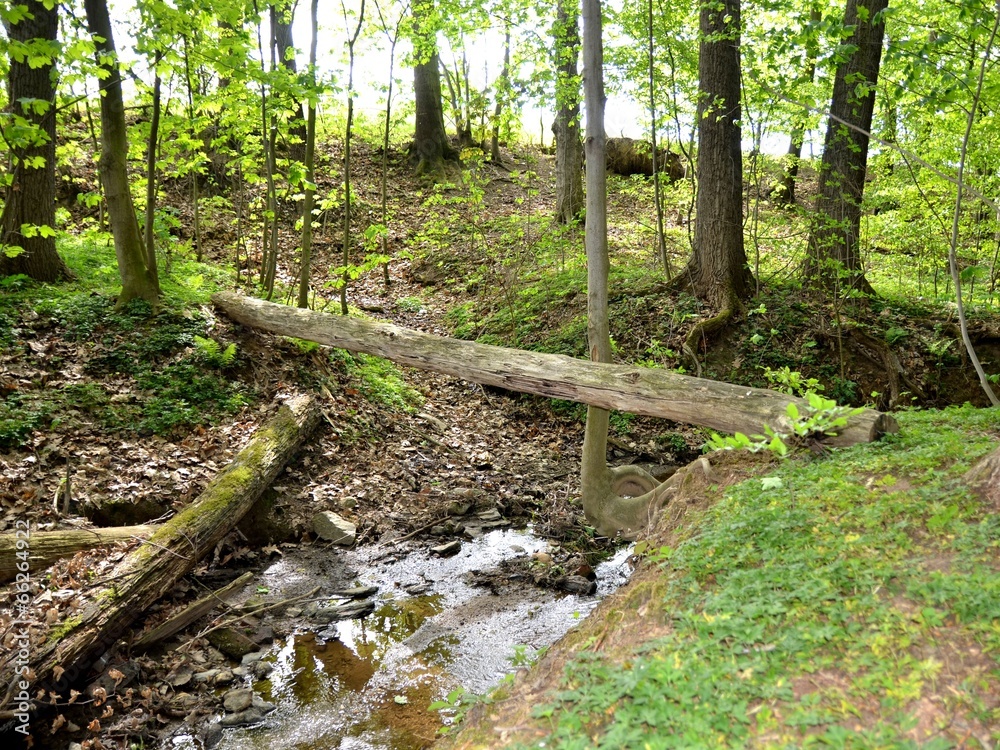 Fototapeta premium Baumstämme im Wald naturbelassen