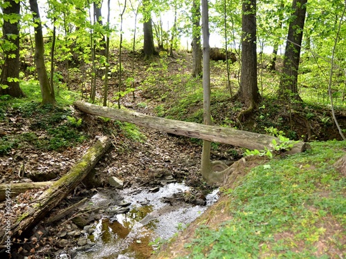 Baumstämme im Wald naturbelassen photo