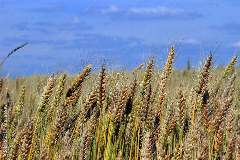 Fototapeta premium Golden Wheat field.