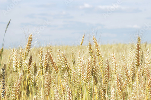 Golden Wheat field.