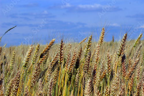 Golden Wheat field.