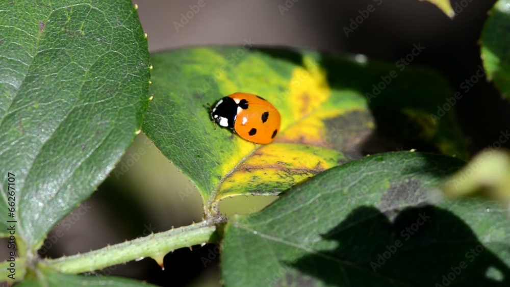 Ladybug sitting on leaves roses. Holland Park. London. UK Ladybug sitting on leaves roses. Holland Park. London. UK