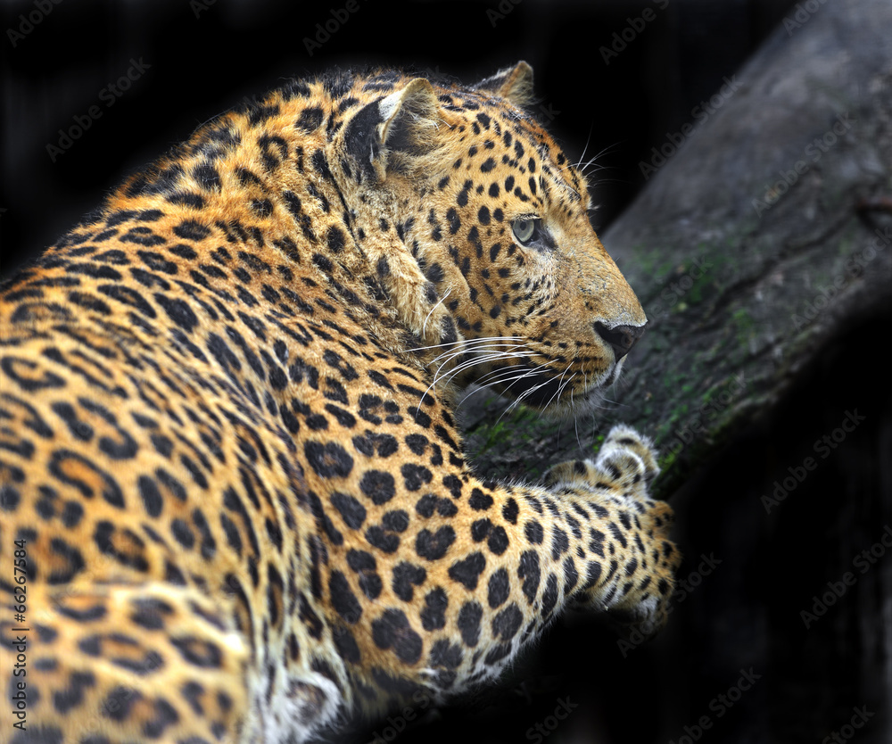 Obraz premium Leopard