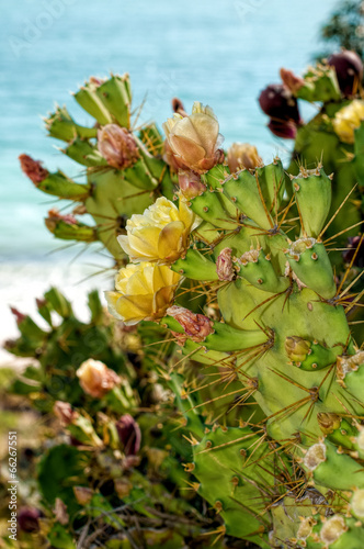 Opuntia ficus-indica by the Sea