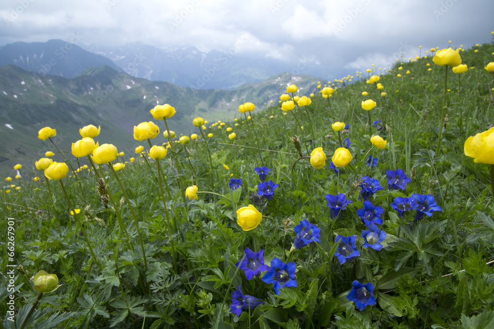 Obraz premium Bergfrühling