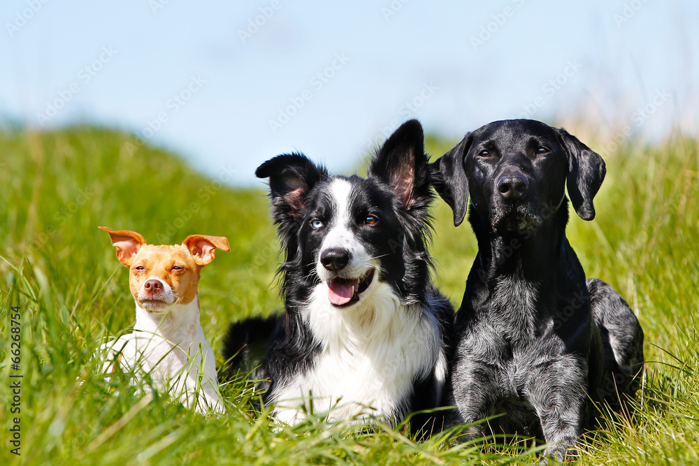 Three dogs Three dogs