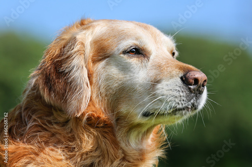 Golden retriever dog