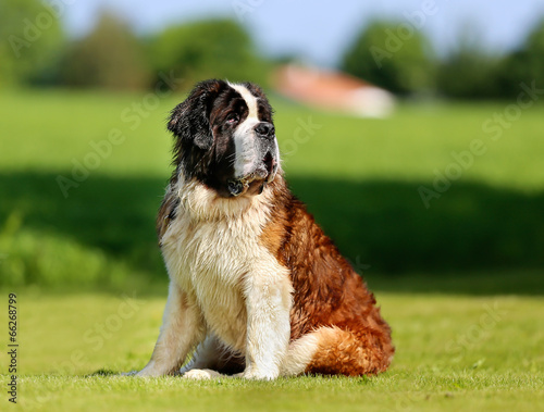 Saint Bernard dog photo