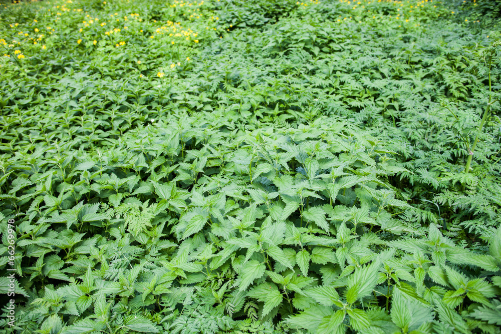 Stinging nettles Stinging nettles