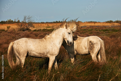 white horse of Camargue horizontally in the countryside