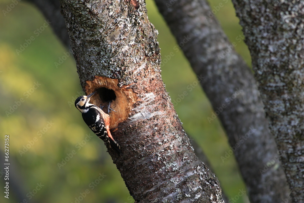 White-backed Woodpecker (Dendrocopos leucotos) nesting in Japan White-backed Woodpecker (Dendrocopos leucotos) nesting in Japan
