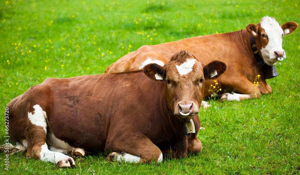 cows laying down on the meadow cows laying down on the meadow