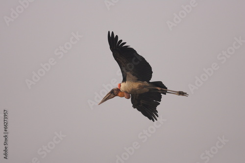 Tableau sur toile Greater adjutant stork (Leptoptilos dubius) in India　