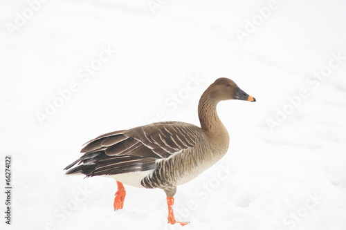 Bean Goose (Anser fabalis) in japan 