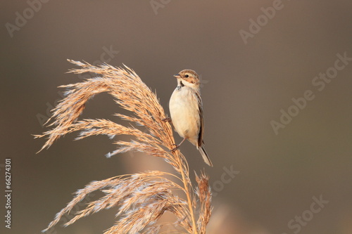 Pallas's Reed Bunting (Emberiza pallasi) in Japan photo