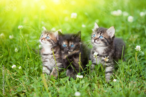 Fotografie, Obraz Three cute kittens in the meadow