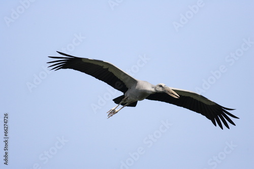 Asian Openbill Stork (Anastomus oscitans) in Thailand 