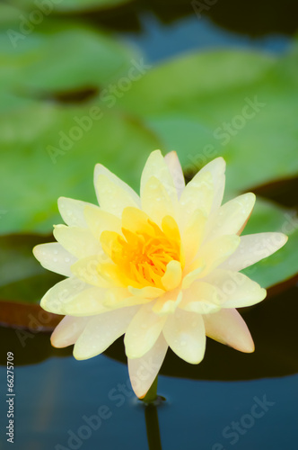 Nymphaea