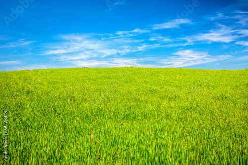 Green field under blue sky