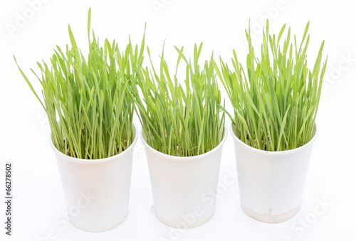 Cup of wheat grass on white background