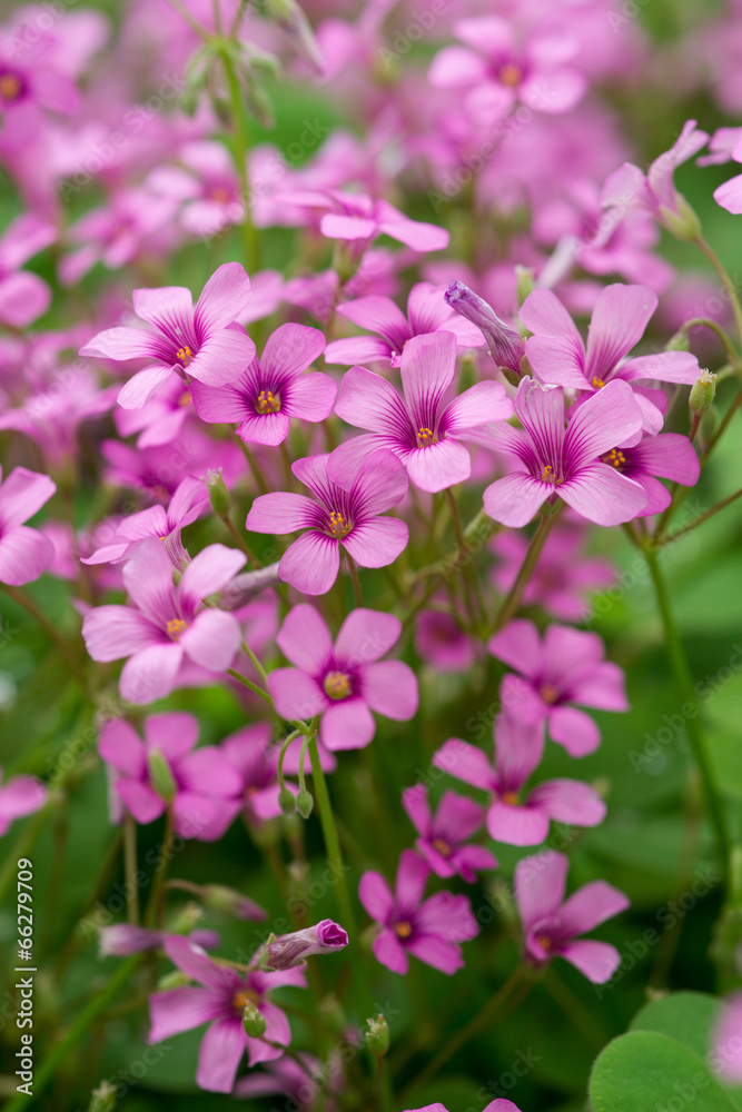 oxalis blooming