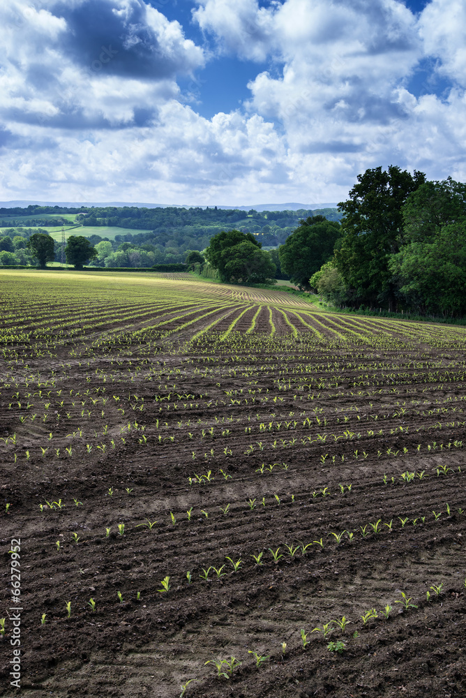 Landscape image of agricultural farm with new planted crops in S