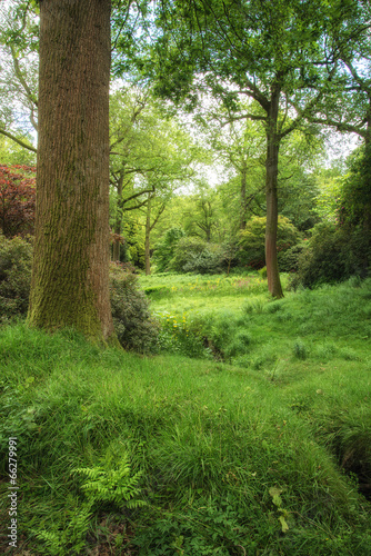 Landscape image of beautiful vibrant lush green forest woodland