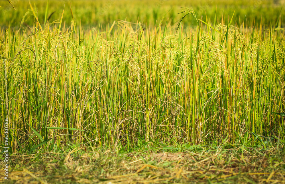 Rice field Rice field