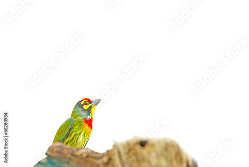 Asian barbet