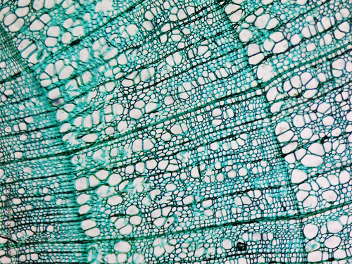 Pine Wood micrograph