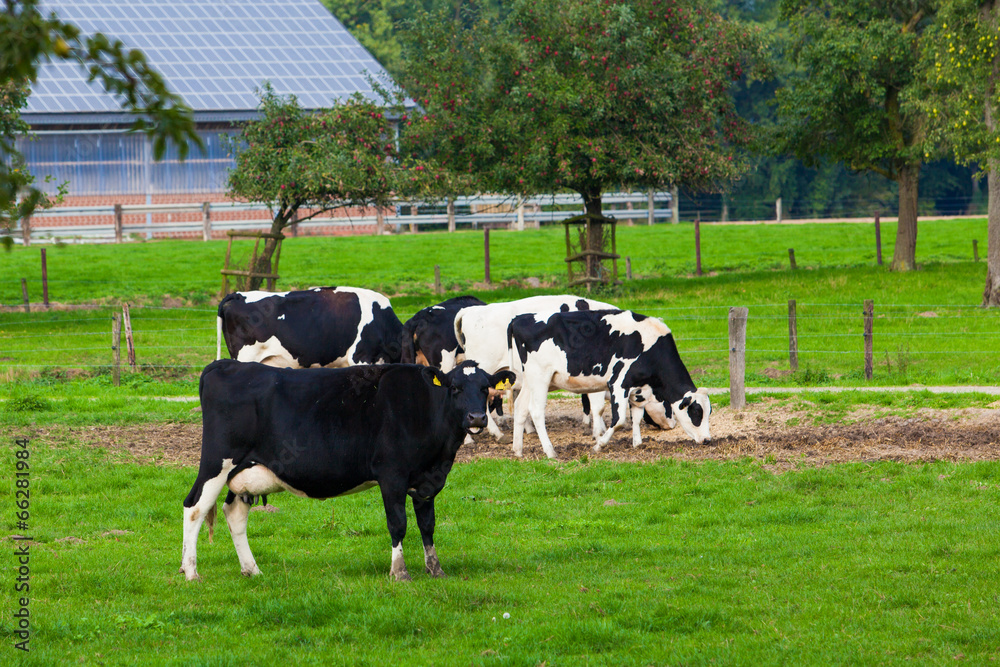 cows on meadow cows on meadow