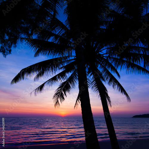 sunset on the beach. Palm trees silhouette on sunset tropical b