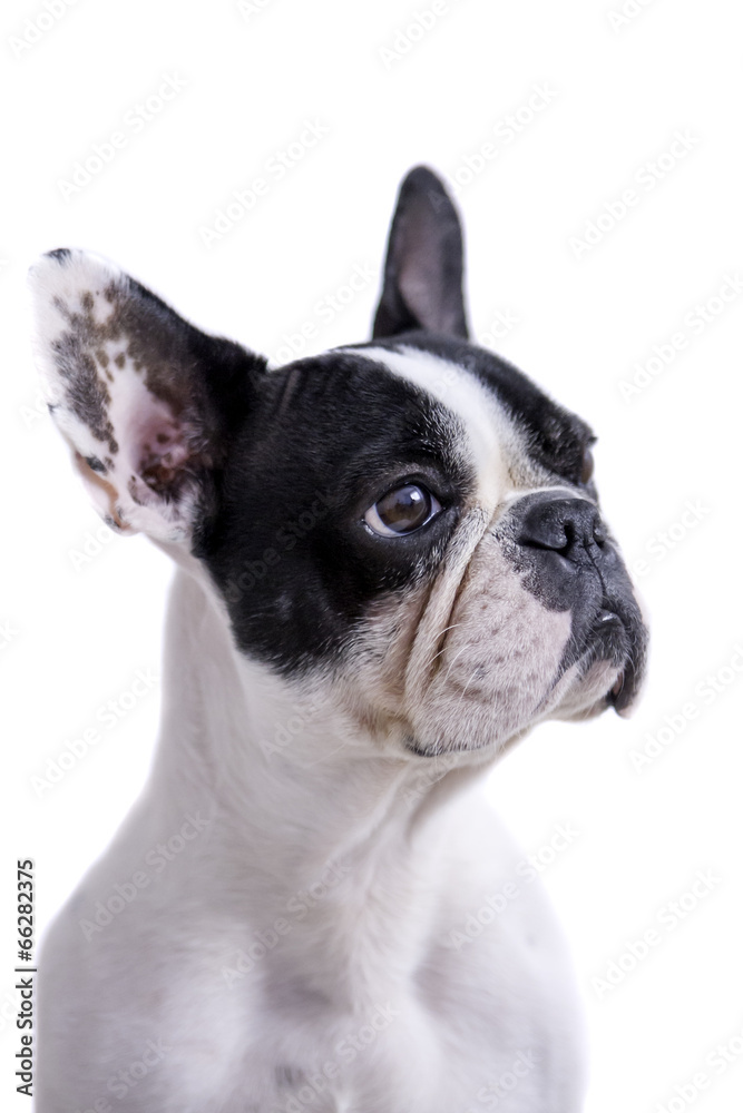 white and black french bulldog profile