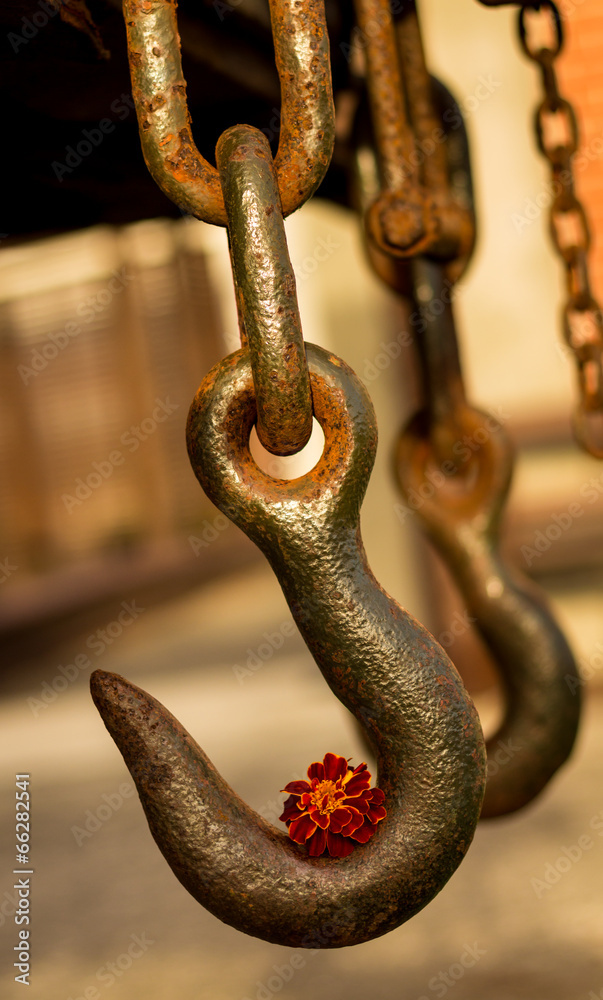 Obraz premium Marigold Hook