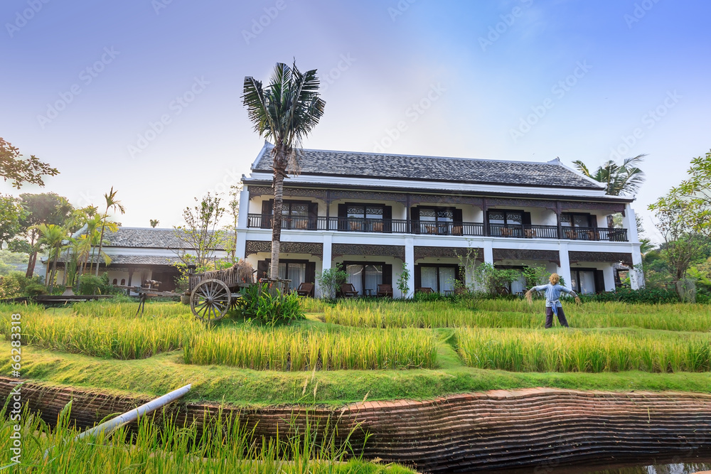 Green rice field in the villa,Thailand