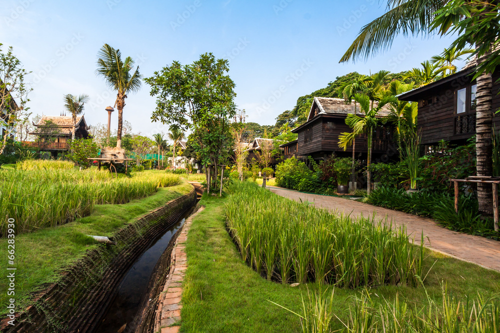 Green rice field in the villa,Thailand Green rice field in the villa,Thailand
