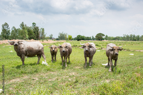 Group of buffaloes on the green field