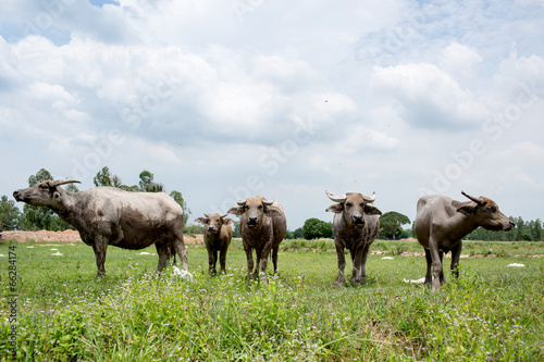 Group of buffaloes on the green field