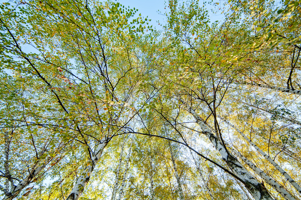 Fototapeta premium Siver birch trees