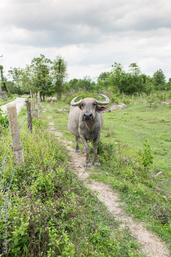 Obraz premium Group of buffaloes on the green field